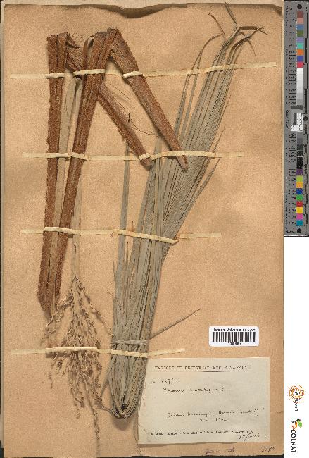 spécimen de Phoenix dactylifera