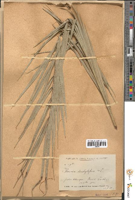 spécimen de Phoenix dactylifera