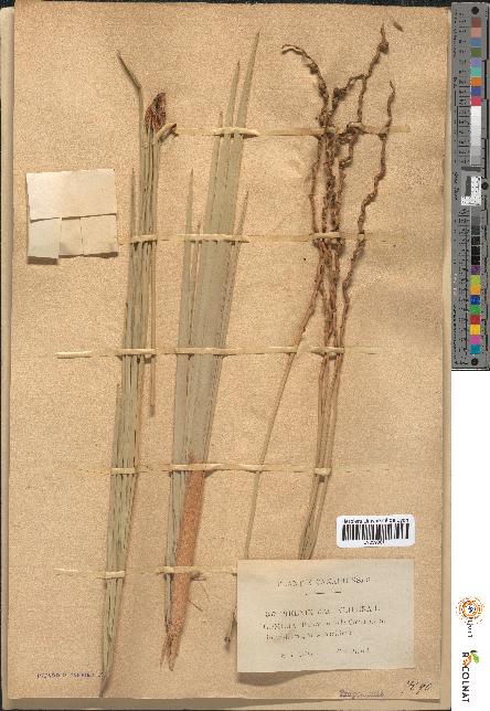 spécimen de Phoenix dactylifera