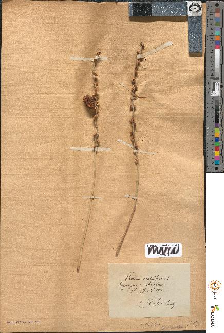 spécimen de Phoenix dactylifera