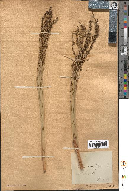 spécimen de Phoenix dactylifera