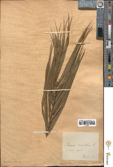 spécimen de Phoenix dactylifera