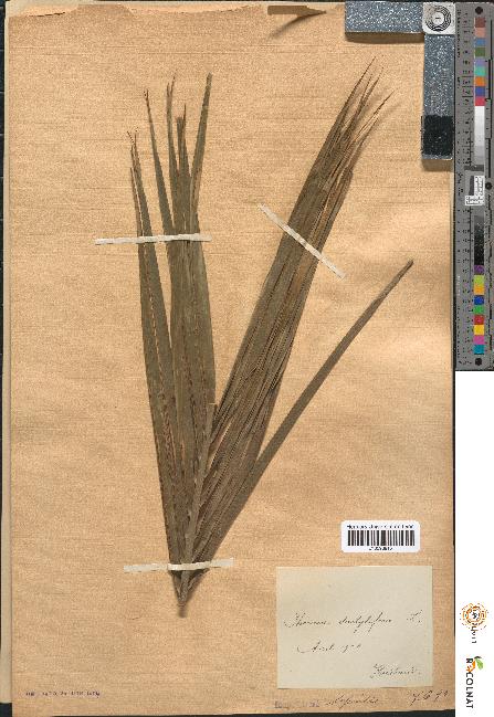 spécimen de Phoenix dactylifera