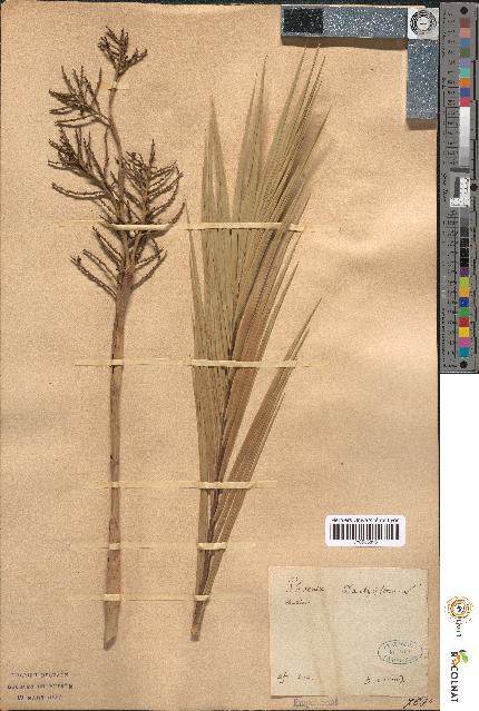 spécimen de Phoenix dactylifera