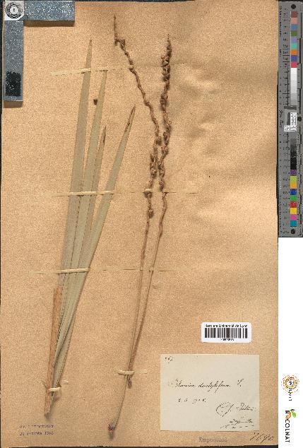 spécimen de Phoenix dactylifera
