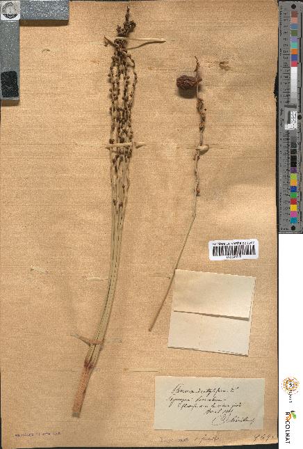 spécimen de Phoenix dactylifera