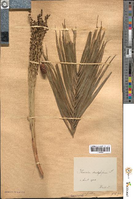 spécimen de Phoenix dactylifera
