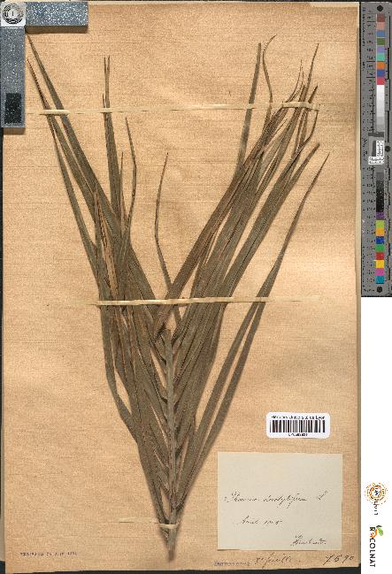 spécimen de Phoenix dactylifera