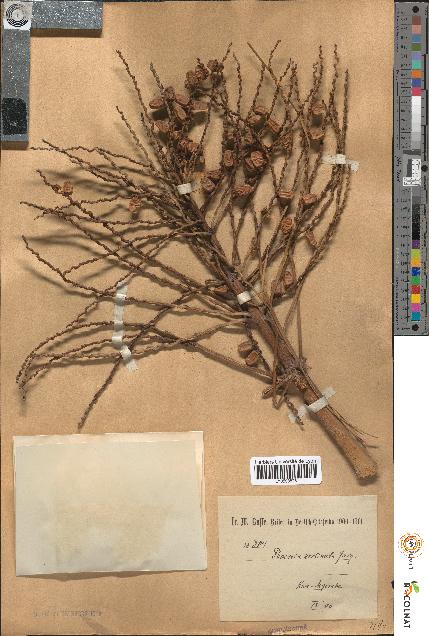 spécimen de Phoenix reclinata