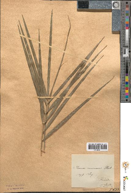 spécimen de Phoenix acaulis