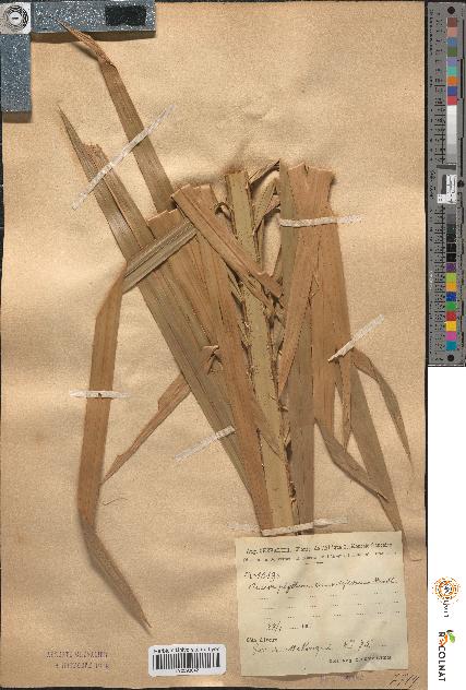 spécimen de Ancistrophyllum secundiflorum