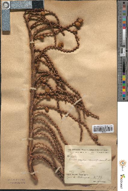 spécimen de Ancistrophyllum secundiflorum