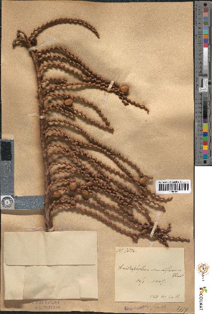 spécimen de Ancistrophyllum secundiflorum
