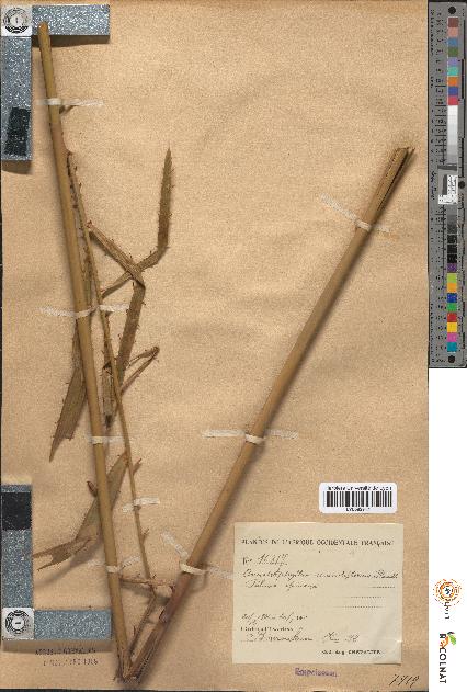 spécimen de Ancistrophyllum secundiflorum