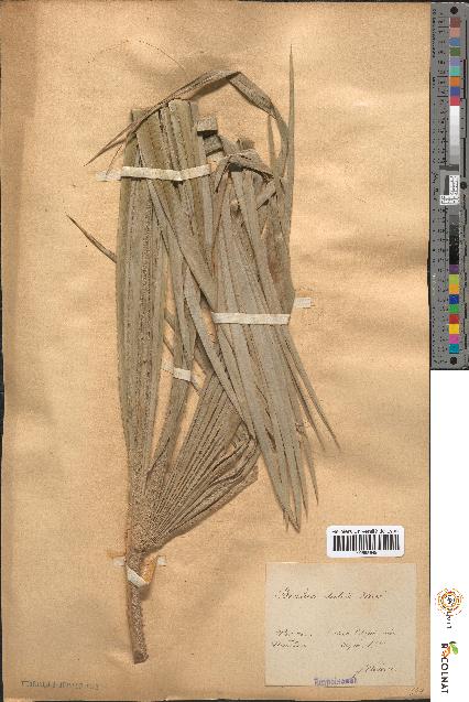 spécimen de Brahea dulcis
