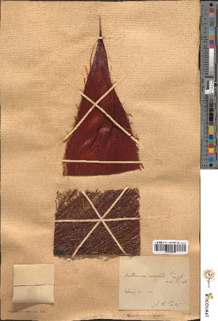 spécimen de Colpothrinax wrightii