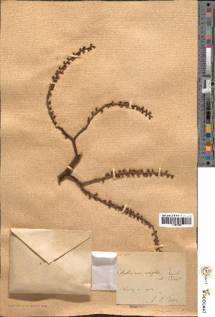 spécimen de Colpothrinax wrightii