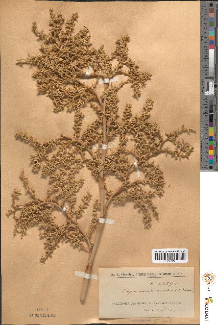 spécimen de Copernicia australis