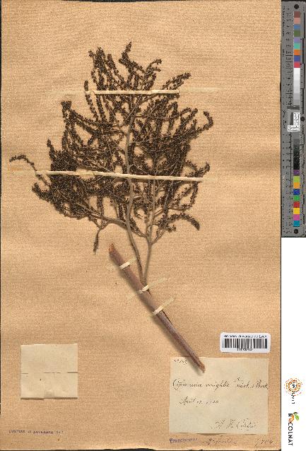 spécimen de Copernicia wrightii
