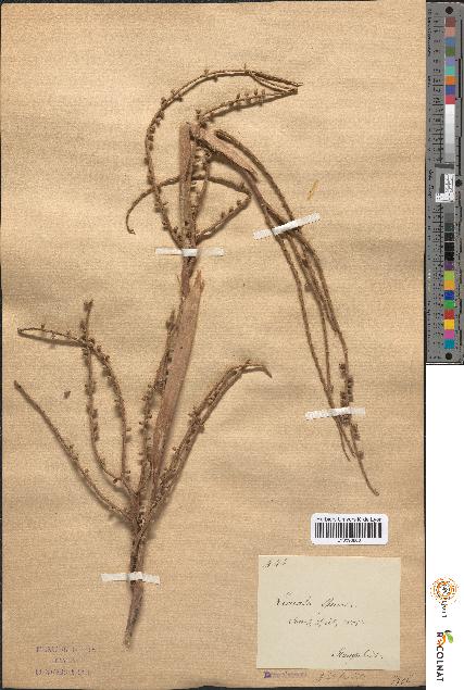 spécimen de Licuala spinosa