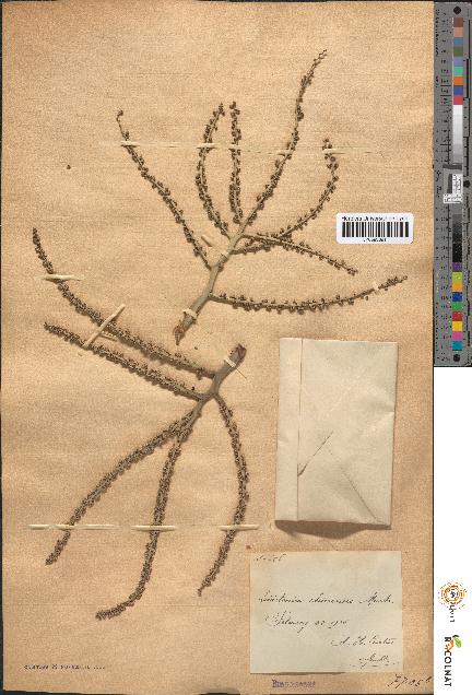 spécimen de Livistona chinensis
