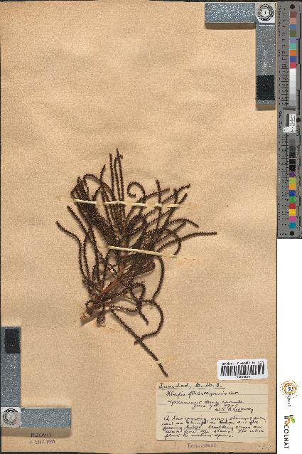 spécimen de Rhapis flabelliformis