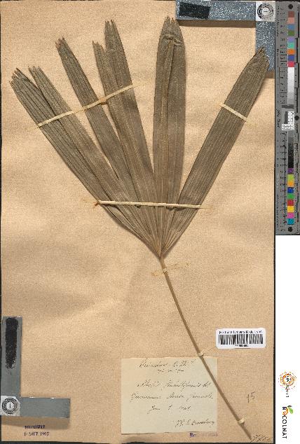 spécimen de Rhapis flabelliformis