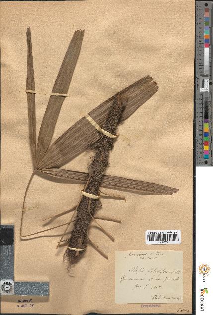spécimen de Rhapis flabelliformis