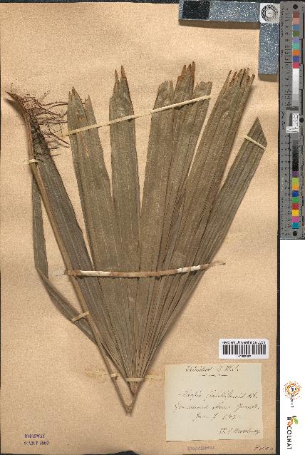 spécimen de Rhapis flabelliformis