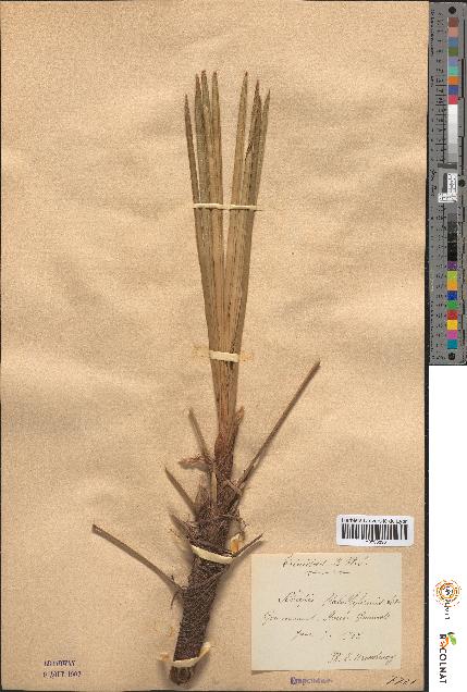 spécimen de Rhapis flabelliformis