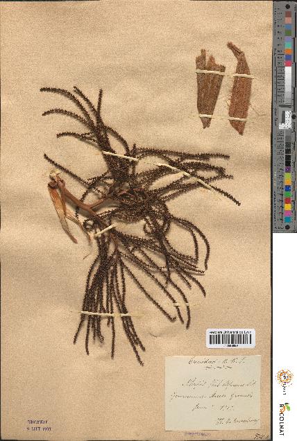 spécimen de Rhapis flabelliformis