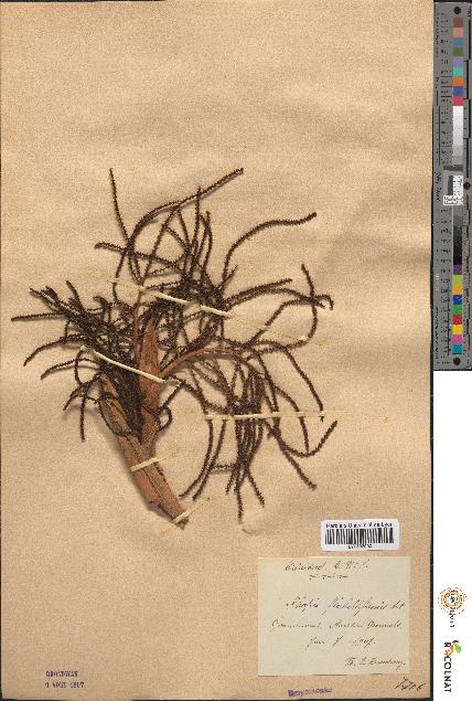 spécimen de Rhapis flabelliformis