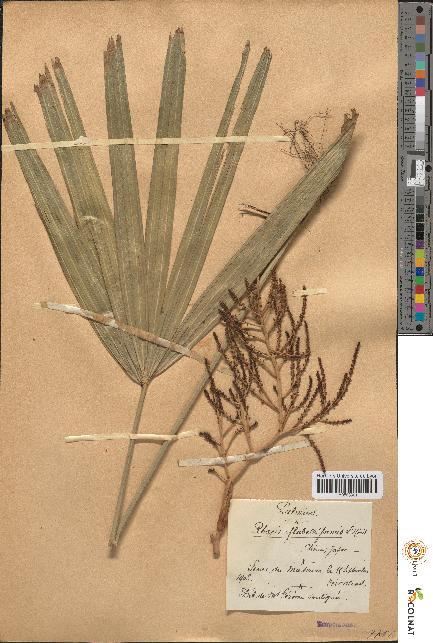 spécimen de Rhapis flabelliformis