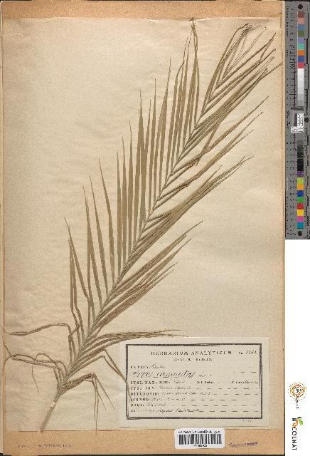 spécimen de Cocos campestris