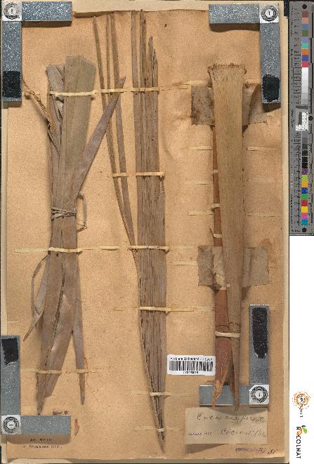 spécimen de Cocos nucifera