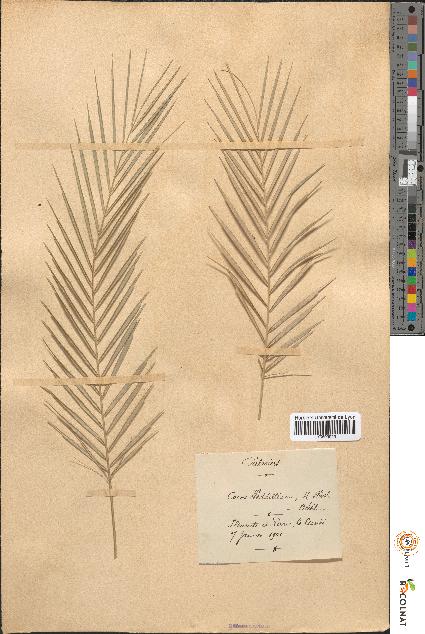 spécimen de Cocos weddelliana