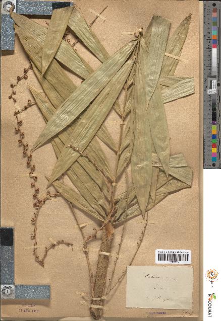 spécimen de Calamus anceps