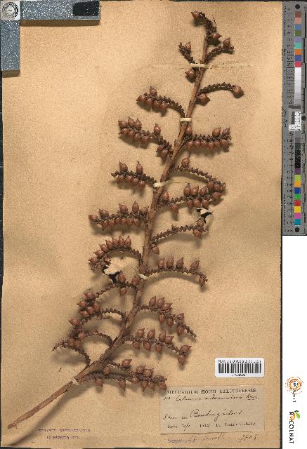 spécimen de Calamus andamanicus
