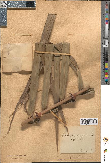 spécimen de Calamus andamanicus