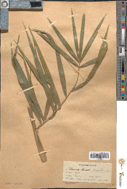 spécimen de Calamus blancoi