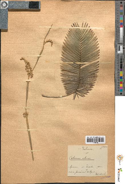 spécimen de Calamus ciliaris