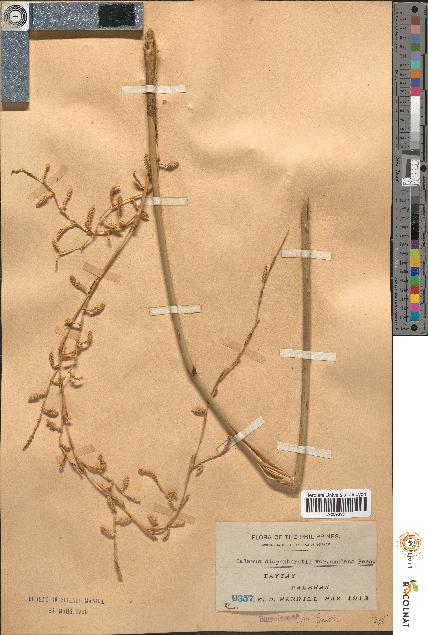 spécimen de Calamus diepenhorstii