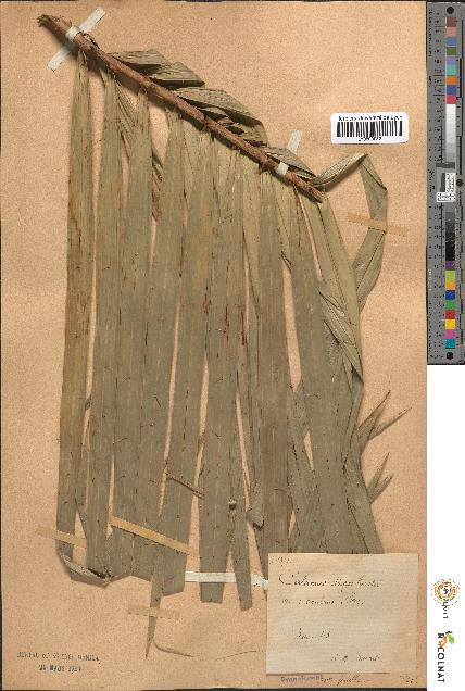 spécimen de Calamus diepenhorstii
