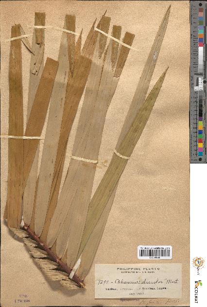 spécimen de Calamus discolor
