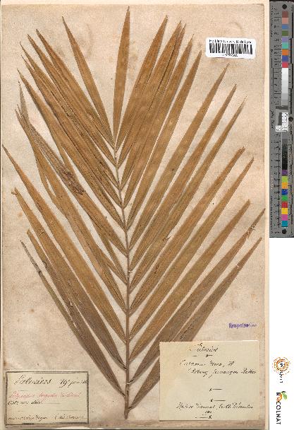 spécimen de Calamus draco