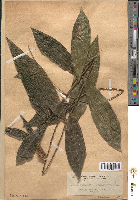 spécimen de Calamus elmerianus