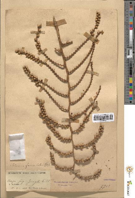 spécimen de Calamus fasciculatus