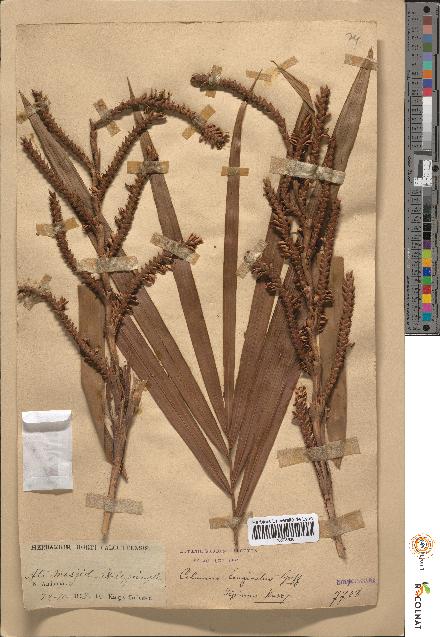 spécimen de Calamus longisetus