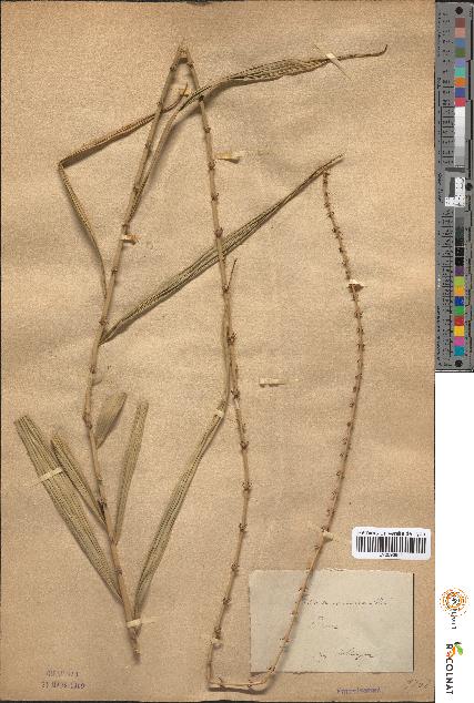 spécimen de Calamus micranthus