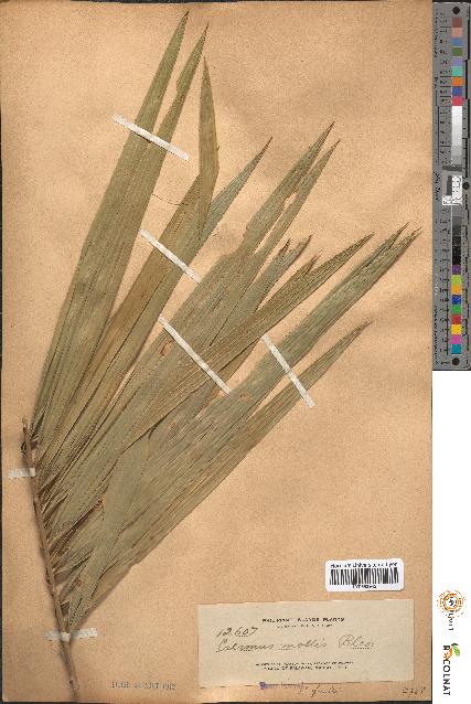 spécimen de Calamus mollis
